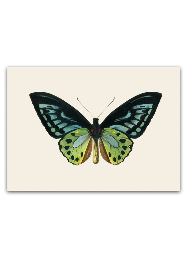 Skab en let og naturlig atmosfære i dit hjem med vores Butterfly Plakat