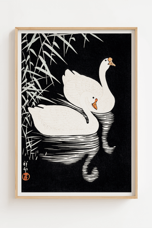 Black and White Swans Plakat