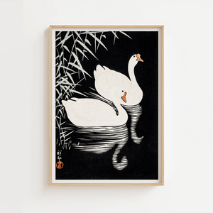 Black and White Swans Plakat