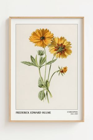 Coreopsis blomst plakat med gul botanisk illustration og grønne blade