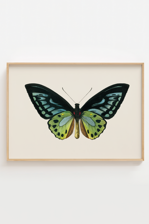 Butterfly Plakat 