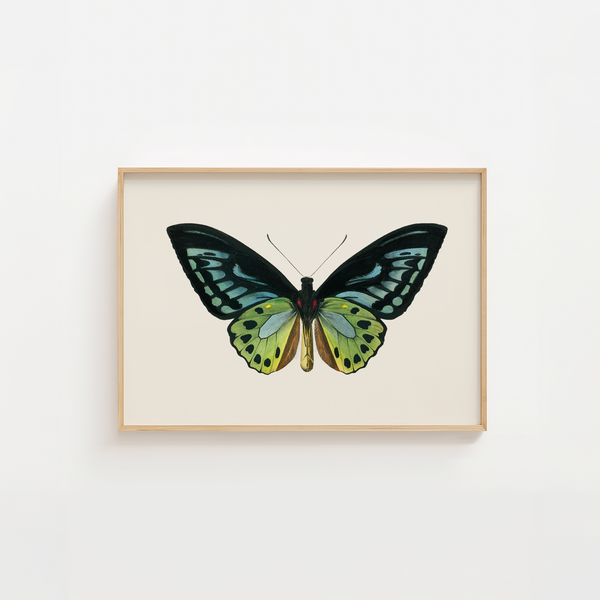 Butterfly Plakat 