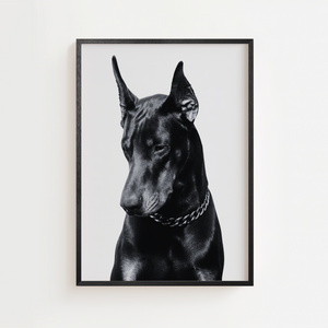 Sort hvid plakat med elegant dobermann hund på lys baggrund
