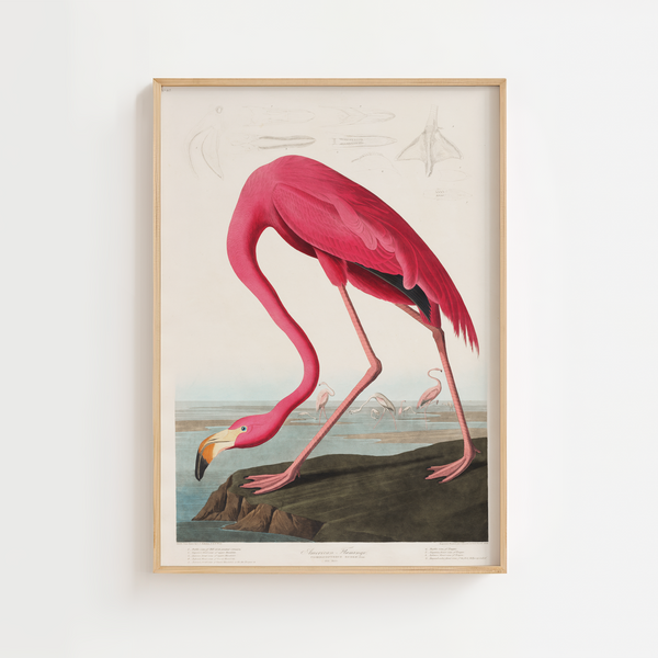 Flamingo Life Plakat