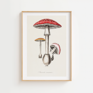 Fluesvamp plakat med botanisk illustration i røde og cremefarvede toner