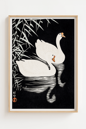 Black and White Swans Plakat