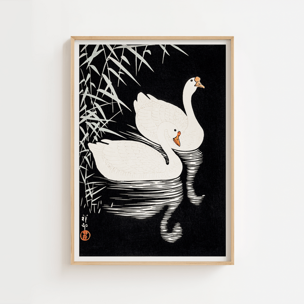 Black and White Swans Plakat